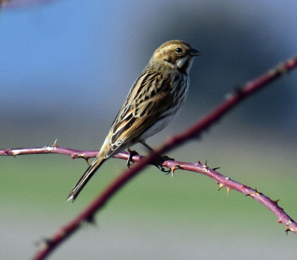 Migliarini di palude (Emberiza schoeniclus) ?  S !, maschio e femmina